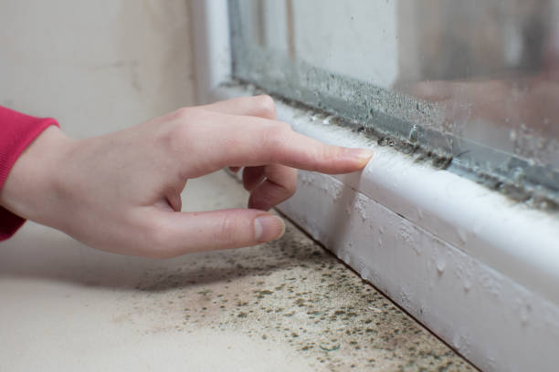  South Fulton, TN Mold Removal Pros