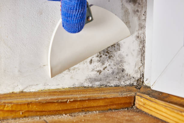 Best Mold Prevention Services  in South Fulton, TN