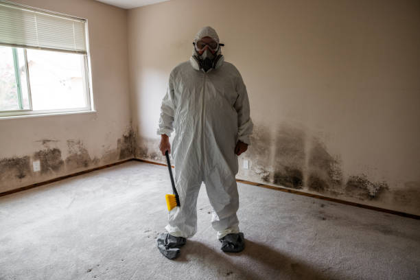 Best Emergency Mold Remediation  in South Fulton, TN